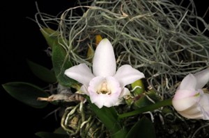 Cattleya alaorii Rosminah AM/AOS 81 pts.